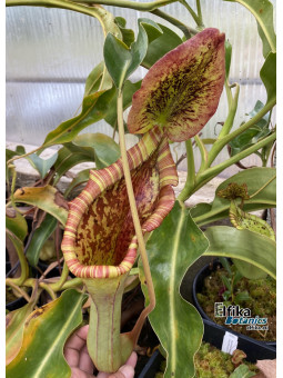 Nepenthes lowii x truncata Wide Peristome (mâle)