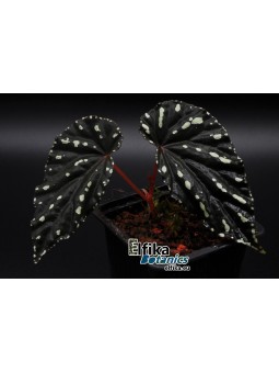 Begonia sp. cf. atricha Spotted