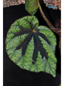 Begonia lanternaria