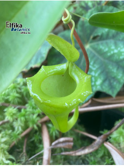 Nepenthes flava (fem.)