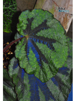 Begonia lanternaria