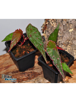 Begonia amphioxus x nothobaramensis