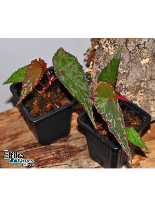 Begonia amphioxus x nothobaramensis