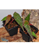 Begonia amphioxus x nothobaramensis