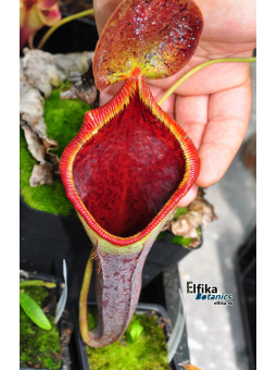 Nepenthes lowii x campanulata (cl.2, male)