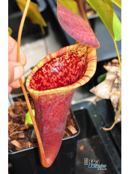 Nepenthes lowii x campanulata (cl.2, male)