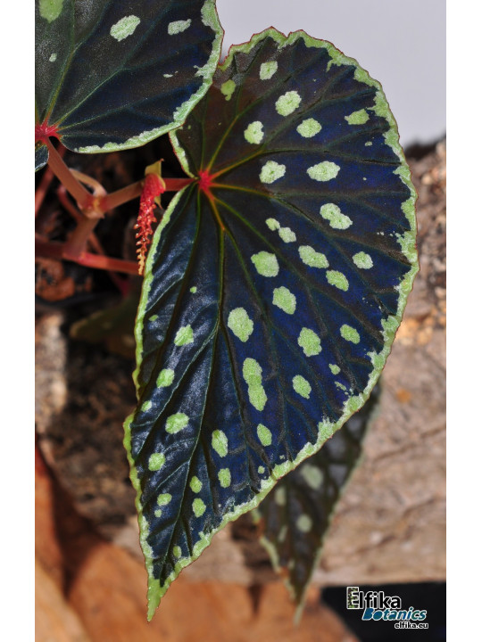 Begonia sp. Umbrella x darthvaderiana (gxEB23)