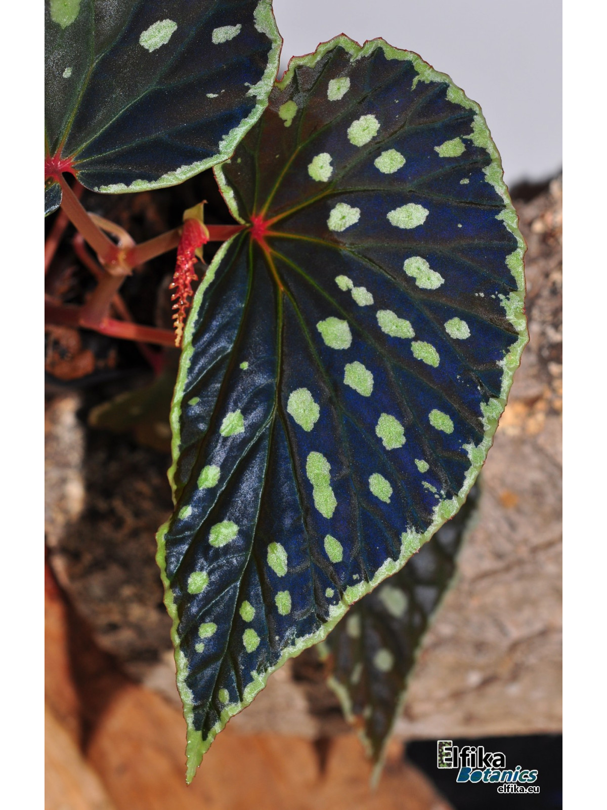 Begonia sp. Umbrella x darthvaderiana (gxEB23)