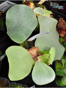 Platycerium elephantotis