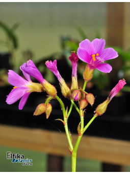 Drosera regia Big Easy