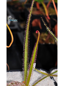 Drosera regia Big Easy