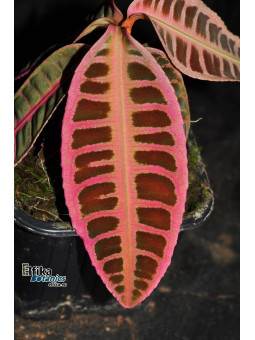 Emblemantha urnulata Super Pink