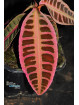 Emblemantha urnulata Super Pink