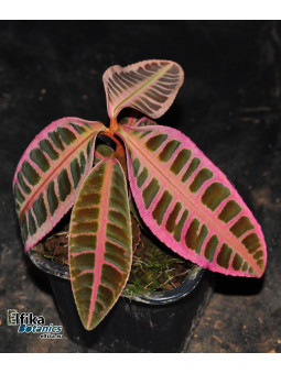 Emblemantha urnulata Super Pink