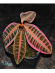 Emblemantha urnulata Super Pink