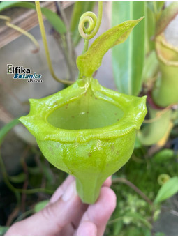 Nepenthes flava (fem.)