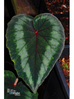 Begonia cathayana OF