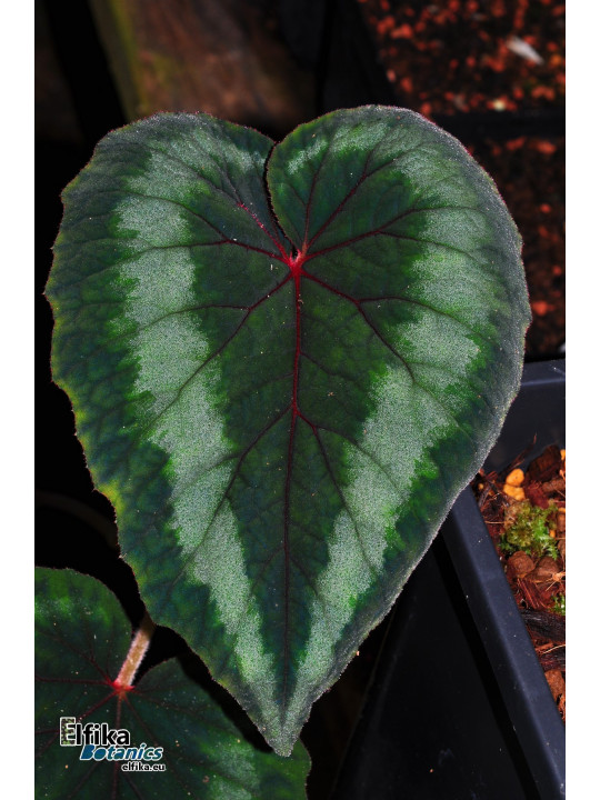 Begonia cathayana OF