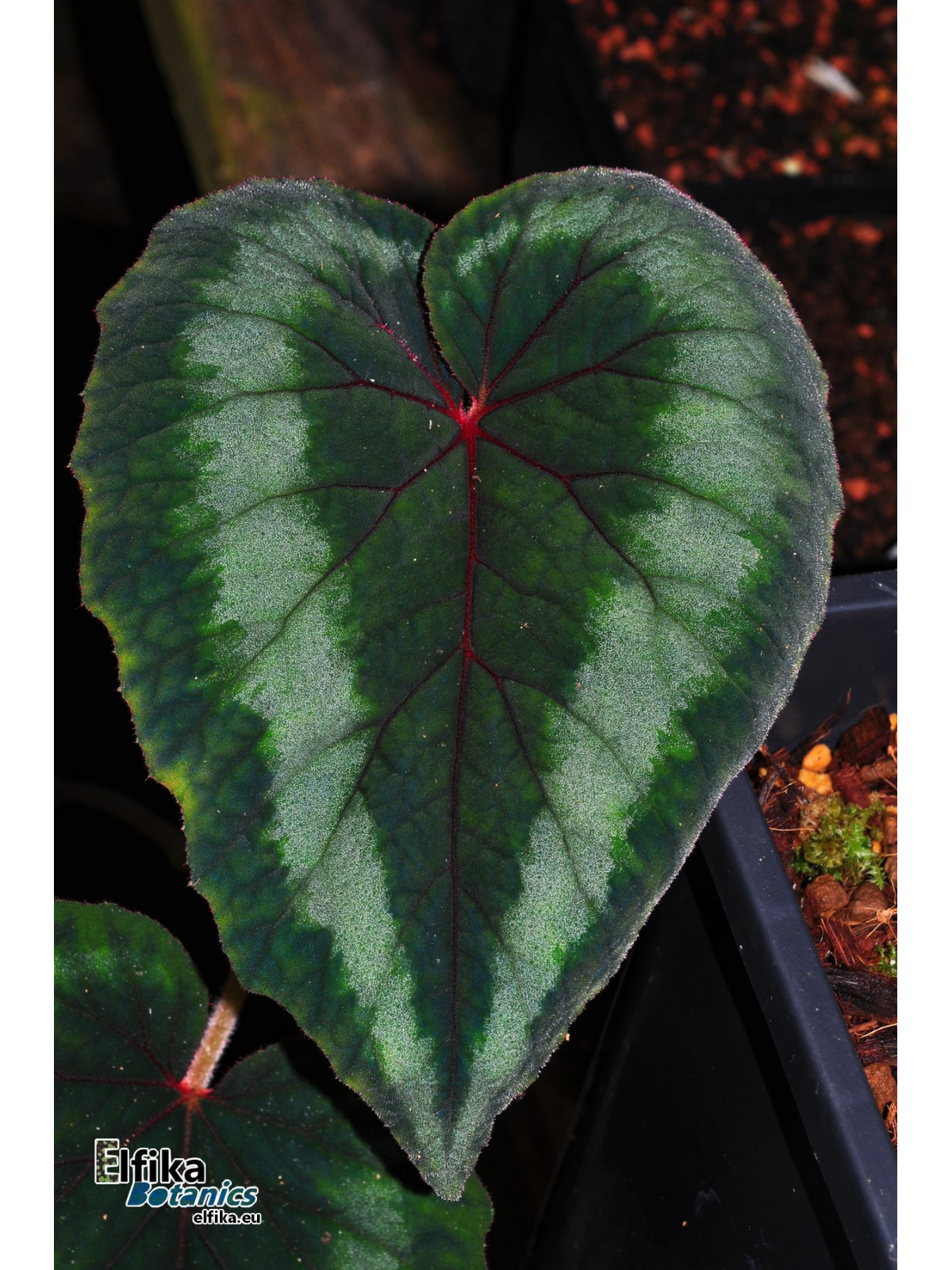 Begonia cathayana OF