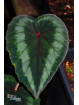 Begonia cathayana OF