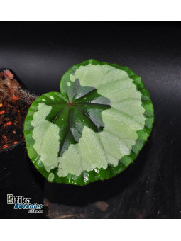 Begonia jingxiensis var. mashanica