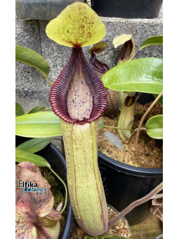 Nepenthes truncata x hamata (x Predator, mâle)