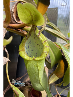 Nepenthes truncata x hamata (x Predator, mâle)