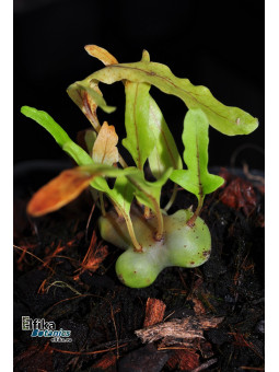 Lecanopteris carnosa