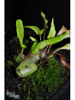 Lecanopteris carnosa