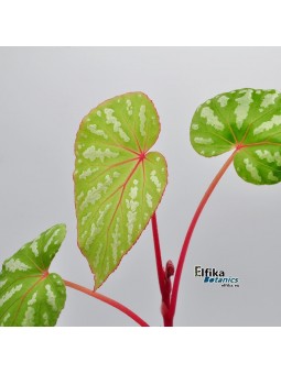 Begonia sp. Konmei U681