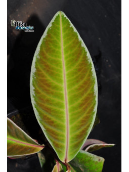 Ardisia sp. Sanggau White Edge