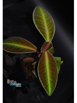 Ardisia sp. Sanggau White Edge