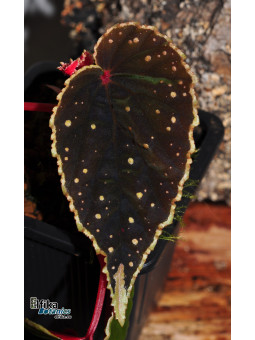Begonia dinhdui x darthvaderiana (gxEB23)