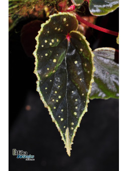 Begonia dinhdui x darthvaderiana (gxEB23)