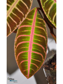 Emblemantha urnulata Pink Matrix