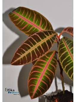 Emblemantha urnulata Pink Matrix