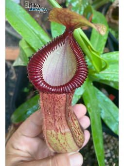 Nepenthes ventricosa x hamata (female)