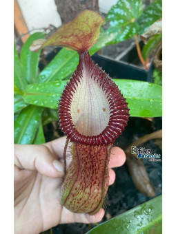 Nepenthes ventricosa x hamata (femelle)