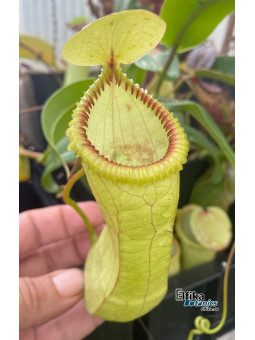 Nepenthes ventricosa x hamata (female)