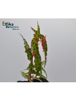 Begonia amphioxus