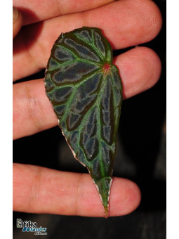 Begonia dracopelta x nothobaramensis (gxEB23)