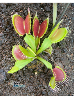 Dionaea muscipula B52