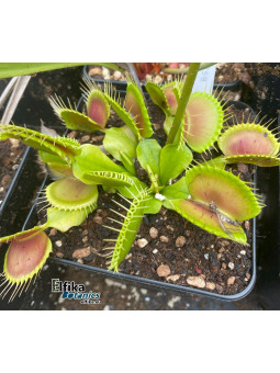 Dionaea muscipula B52