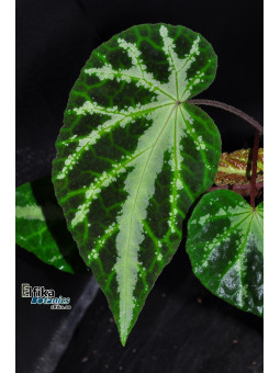 Begonia aff. larvata