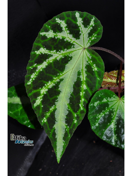 Begonia aff. larvata