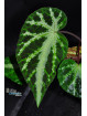 Begonia aff. larvata