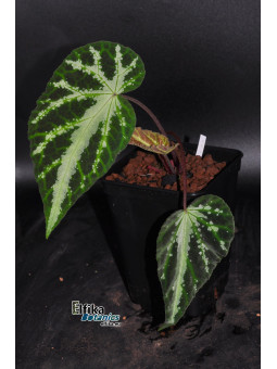 Begonia aff. larvata