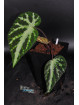 Begonia aff. larvata