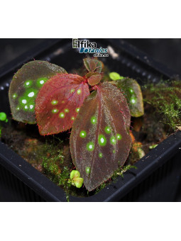 Sonerila sp. Fluo Spots Kalimantan