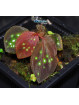 Sonerila sp. Fluo Spots Kalimantan